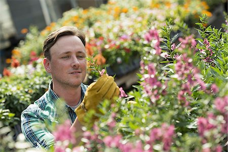 simsearch:6118-07203326,k - A man working in an organic nursery greenhouse. Photographie de stock - Premium Libres de Droits, Code: 6118-07235212