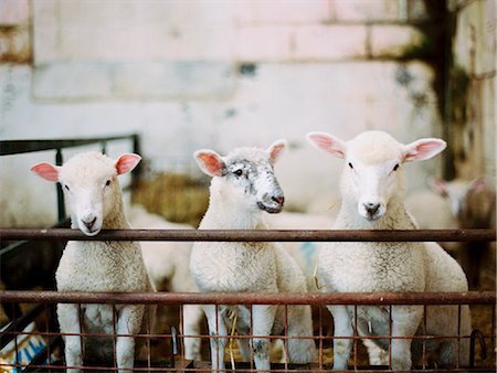 recinto - Three young lambs in a pen, in a farmyard barn. Lambing time. Fotografie stock - Premium Royalty-Free, Codice: 6118-07351111