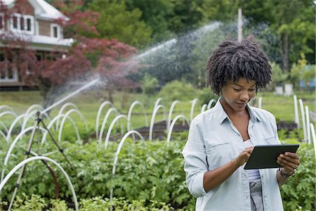 An organic horticultural nursery and farm outside Woodstock. A woman holding a digital tablet. Foto de stock - Sin royalties Premium, Código: 6118-07351522