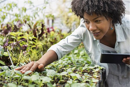 An organic horticultural nursery and farm outside Woodstock. A woman holding a digital tablet. Foto de stock - Sin royalties Premium, Código: 6118-07351526