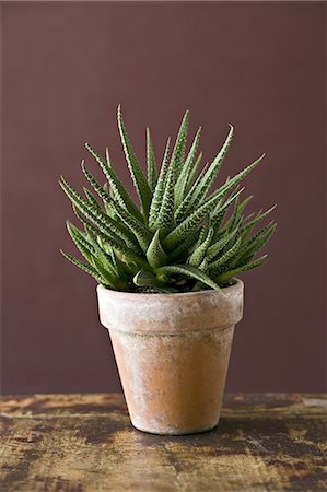 simsearch:6118-07351757,k - A houseplant cactus succulent with spiky green leaves growing in a pot. Photographie de stock - Premium Libres de Droits, Code: 6118-07351756