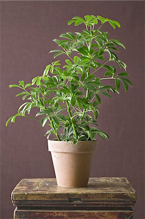 simsearch:622-02355011,k - A houseplant with glossy green leaves growing in a pot. Stock Photo - Premium Royalty-Free, Code: 6118-07351763