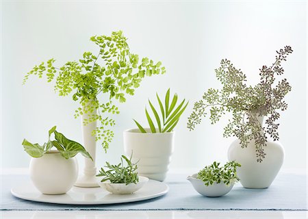 panachiert - A group of containers, jugs and vases with a variety of green leaves and foliage. Studio shot. Stockbilder - Premium RF Lizenzfrei, Bildnummer: 6118-07351811