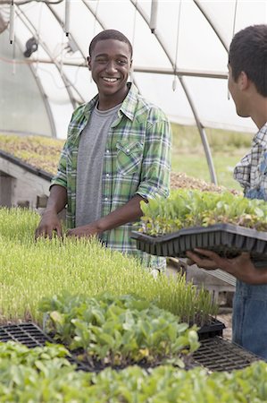 Two young men working in a large greenhouse, tending and sorting trays of seedlings. Foto de stock - Royalty Free Premium, Número: 6118-07351814