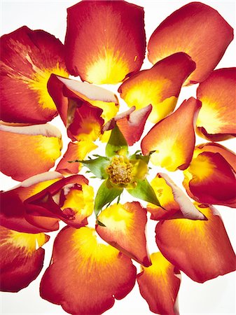 simsearch:6118-07351800,k - A flowerhead with vivid orange and yellow petals. Foto de stock - Sin royalties Premium, Código: 6118-07351999