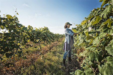 simsearch:6118-07352121,k - A woman tending the growing grape vines in a vineyard, pruning and tying the shoots in. Stock Photo - Premium Royalty-Free, Code: 6118-07352061