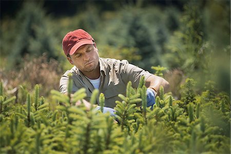 simsearch:6118-07351872,k - A man wearing protective gloves clipping and pruning a crop of conifers, pine trees in a plant nursery. Foto de stock - Royalty Free Premium, Número: 6118-07352039