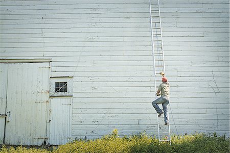 simsearch:6118-07352114,k - A man climbing a ladder propped against a clapboard barn or farm building. Foto de stock - Sin royalties Premium, Código: 6118-07352102