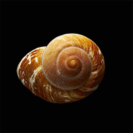 shell - A single spiral patterned shell, seen from above. Stock Photo - Premium Royalty-Free, Code: 6118-07352324