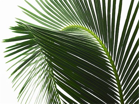 palm leaf - A glossy green palm leaf in close up, with central rib and paired fronds. Foto de stock - Sin royalties Premium, Código: 6118-07352326