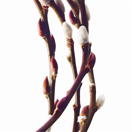 Twigs of budding flowering shrubs. Salix or pussywillow. Photographie de stock - Premium Libres de Droits, Code: 6118-07352333