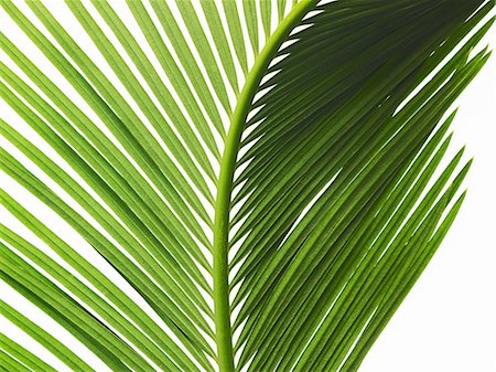 pattern leaf - A glossy green palm leaf in close up, with central rib and paired fronds. Stock Photo - Premium Royalty-Free, Code: 6118-07352330