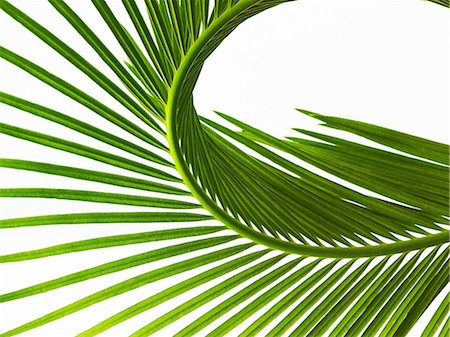 feuilles - A glossy green palm leaf in close up, with central rib and paired fronds. Photographie de stock - Premium Libres de Droits, Code: 6118-07352331