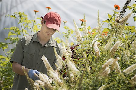 south american ethnicity - Organic Farmer, young man tending flowering shrubs in a polytunnel. Stock Photo - Premium Royalty-Free, Code: 6118-07352445