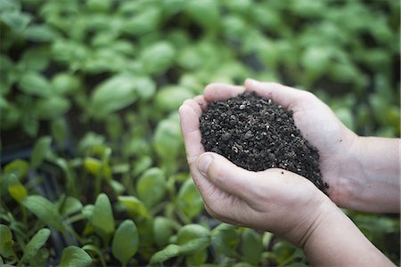 A person holding a handful of dark organic compost. Stock Photo - Premium Royalty-Free, Code: 6118-07352477