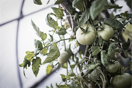 An organic farm. Tomato plants bearing fruit. Growing in a polytunnel. Stock Photo - Premium Royalty-Free, Code: 6118-07352478