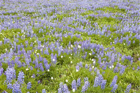 Field of blooming Lupin wildflowers Photographie de stock - Premium Libres de Droits, Code: 6118-07352550