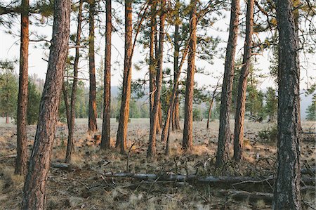 simsearch:6118-07440897,k - A Ponderosa pine forest at dusk. The setting sun lighting up the trees. Foto de stock - Sin royalties Premium, Código: 6118-07352518