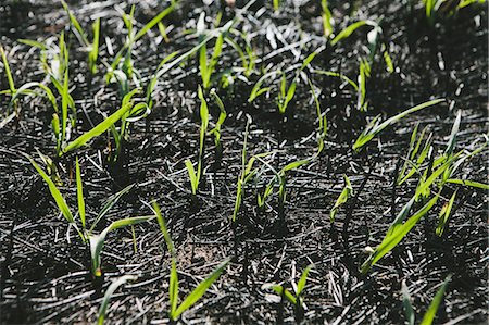 simsearch:6118-07351991,k - New grass growing in recently burned forest fire, close up Taylor Bridge fire Foto de stock - Sin royalties Premium, Código: 6118-07352526