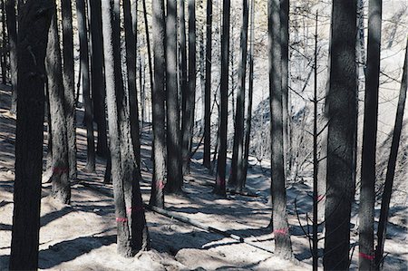 plantation united states - Fire damaged trees marked for cutting from extensive forest fire Taylor Bridge fire Foto de stock - Sin royalties Premium, Código: 6118-07352530