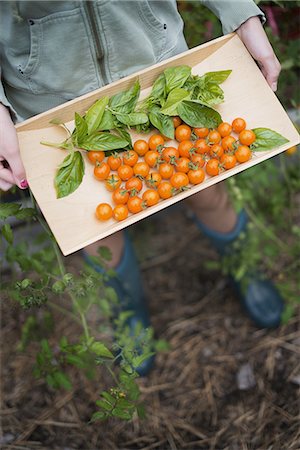 simsearch:6118-07352477,k - Organic Farming. A young girl holding a wooden tray of red cherry tomatoes and basil leaves. Stock Photo - Premium Royalty-Free, Code: 6118-07352622