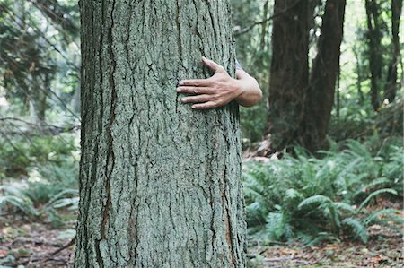 simsearch:6118-07352726,k - Man hugging tree in lush, green forest Photographie de stock - Premium Libres de Droits, Code: 6118-07352787