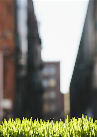 simsearch:6118-09144821,k - Lush, green grass in foreground, and the Seattle city skyline in the distance. Photographie de stock - Premium Libres de Droits, Code: 6118-07352798