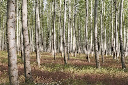 simsearch:6118-07352726,k - A poplar tree plantation or forest  in Oregon, USA Photographie de stock - Premium Libres de Droits, Code: 6118-07352727