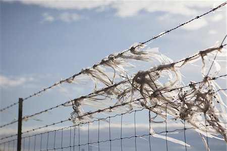 Plastic bags caught on a barbed wire fence Stock Photo - Premium Royalty-Free, Code: 6118-07352732