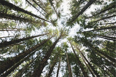 simsearch:878-07442499,k - View from below of the tree canopy of the hemlock and spruce temperate rainforest , the Hoh rainforest in Washington USA Stock Photo - Premium Royalty-Free, Code: 6118-07352862