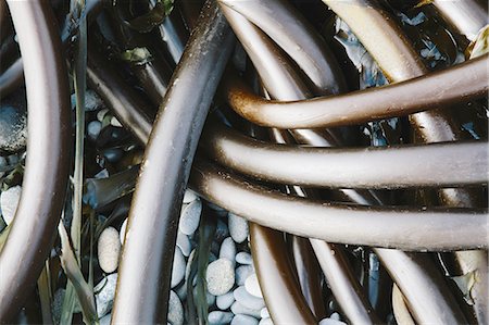 Pile of Bull Kelp seaweed washed up on beach on Rialto Beach, USA Photographie de stock - Premium Libres de Droits, Code: 6118-07352871