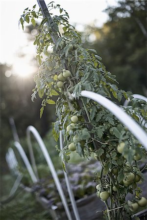 An organic vegetable plant, a tomato vine growing up a support on an organic farm. Dusk. Foto de stock - Sin royalties Premium, Código: 6118-07352877