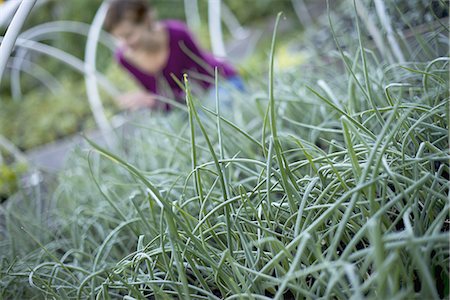 simsearch:6118-07352477,k - A farmer working among chive herb plants in an organic garden or plant nursery. Stock Photo - Premium Royalty-Free, Code: 6118-07352878