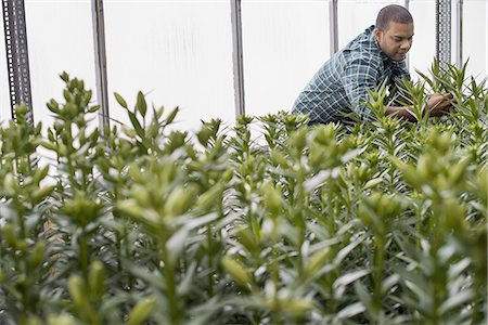 A man working in a large greenhouse full of flowers. Lilies coming into bud. Stock Photo - Premium Royalty-Free, Code: 6118-07352894