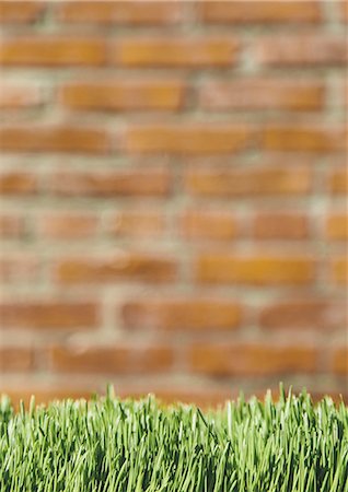 A building wall with  lush green grass in the foreground. Seattle, Washington, USA Stock Photo - Premium Royalty-Free, Code: 6118-07352800