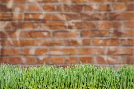 simsearch:6118-07354058,k - A building wall with  lush green grass in the foreground. Seattle, Washington, USA Stock Photo - Premium Royalty-Free, Code: 6118-07352801
