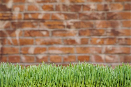 A building wall with  lush green grass in the foreground. Seattle, Washington, USA Foto de stock - Sin royalties Premium, Código: 6118-07352801