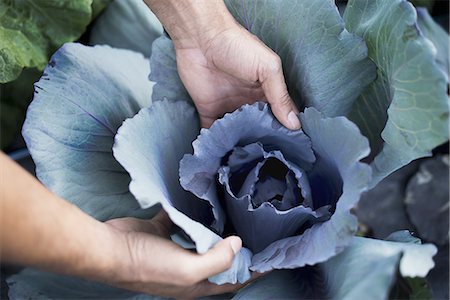 simsearch:6118-07354133,k - Organic Cabbage Plants in Field Photographie de stock - Premium Libres de Droits, Code: 6118-07352943