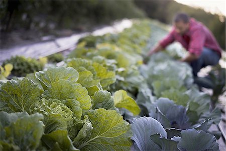 simsearch:6118-07353323,k - Organic Cabbage Plants in Field Photographie de stock - Premium Libres de Droits, Code: 6118-07352945