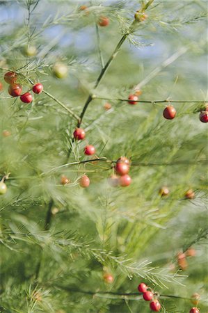 simsearch:6118-07351309,k - An asparagus plant, Asparagaceae, with tall stalks and light green ferny foliage. Red seeds. Photographie de stock - Premium Libres de Droits, Code: 6118-07352956