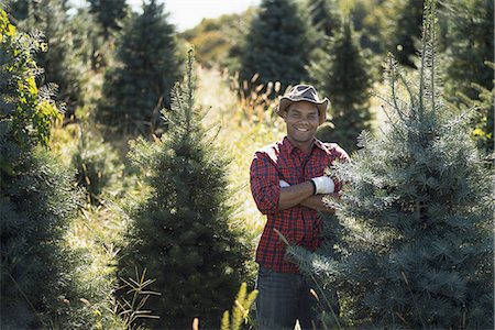 A man wearing a checked shirt and large brimmed hat in a plantation of organic Christmas trees. Fotografie stock - Premium Royalty-Free, Codice: 6118-07352900