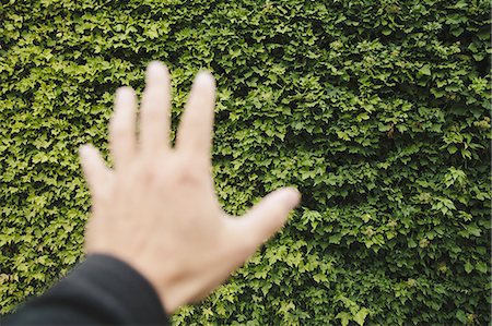 simsearch:878-07442523,k - A man's hand reaching towards a wall of green ivy, in Seattle,. Washington. Photographie de stock - Premium Libres de Droits, Code: 6118-07353040