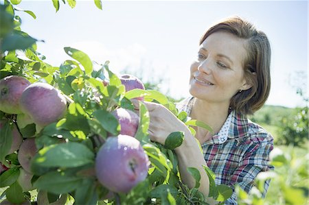 recolección - A woman in a plaid shirt picking apples from a laden branch of a fruit tree in the orchard at an organic fruit farm. Foto de stock - Sin royalties Premium, Código: 6118-07353010