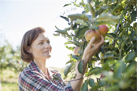 picke - A woman in a plaid shirt picking apples in the orchard at an organic fruit farm. Photographie de stock - Premium Libres de Droits, Code: 6118-07353019