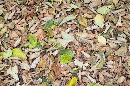 simsearch:6118-07351309,k - Alder leaves on the ground in the fall, Discovery Park, Seattle< Washington. Photographie de stock - Premium Libres de Droits, Code: 6118-07353038
