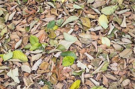 simsearch:6118-07351757,k - Alder leaves on the ground in the fall, Discovery Park, Seattle< Washington. Photographie de stock - Premium Libres de Droits, Code: 6118-07353038