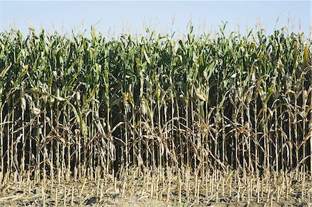 Field of corn Stock Photo - Premium Royalty-Free, Code: 6118-07353266