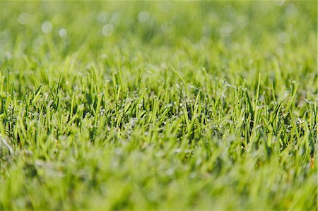 Freshly cut green grass, a dense carpet of grass blades, lying in one direction, after mowing. Photographie de stock - Premium Libres de Droits, Code: 6118-07353271