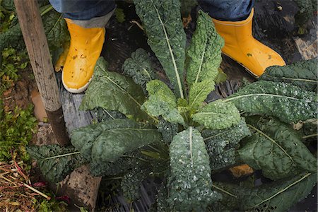 Organic Farmer at Work. A person's feet in yellow work boots. Stockbilder - Premium RF Lizenzfrei, Bildnummer: 6118-07353327
