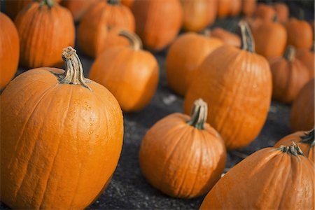 simsearch:6118-07440504,k - A large collection of pumpkins set out to harden off. Stock Photo - Premium Royalty-Free, Code: 6118-07353330